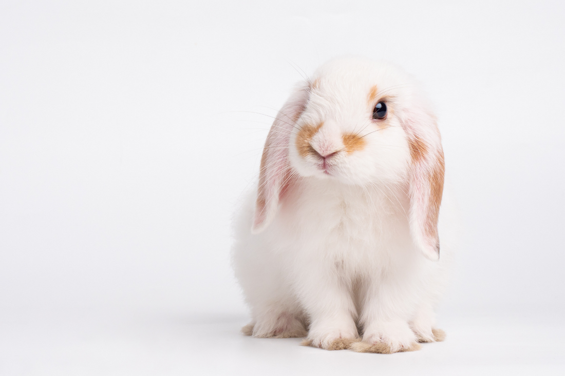 A white bunny with brown spots sits in a white space with a white background. The bunny has floppy ears and brown eyes.