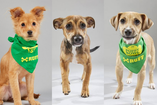 Puppy Bowl XV: | Meet the Cute Contestants