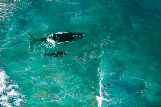 An overhead view of two whales swimming in a teal-blue ocean alongside five surfers in black wetsuits.