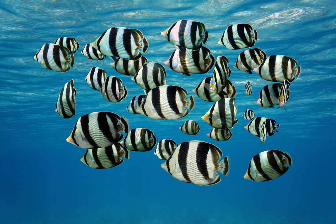 Sustainable Seafood Guide